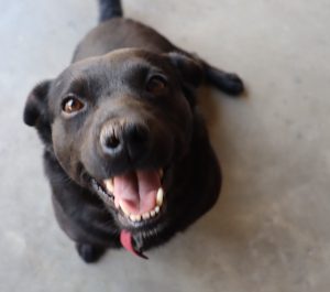 El bombero de cuatro patas del cuartel de Areco 