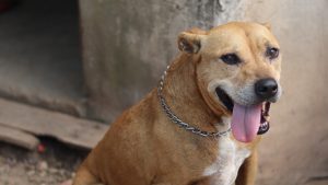 Corazones Vagabundos frena rescates: deben más de $9 millones