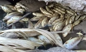 Mortandad de peces en Carmen de Areco: Asamblea Socioambiental pide explicaciones