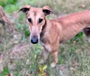 Voluntarias de Corazones Vagabundos, víctimas de amenazas tras recibir a galgos rescatados